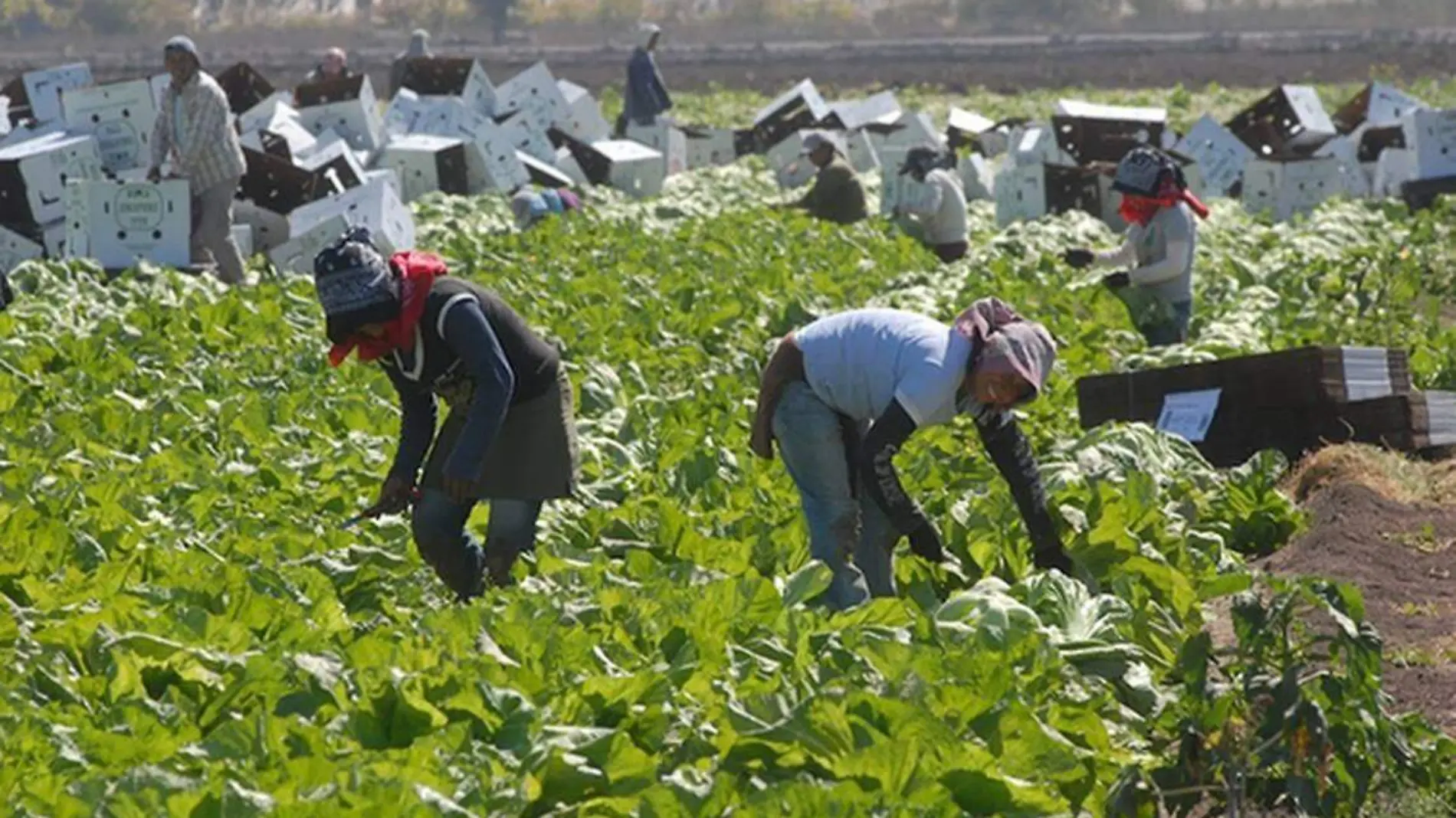 Campo mexicano